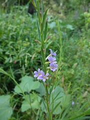 lythrum californicum